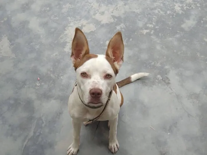 Cachorro raça Pit-Bull idade 7 a 11 meses nome Layla