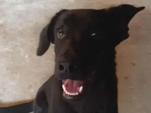 Cachorro raça Labrador idade 7 a 11 meses nome Cristina Maria