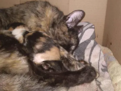 Gato raça SRD-ViraLata idade Abaixo de 2 meses nome Não dei nomes pois acabaram de nascer. 