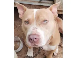 Cachorro raça Pit-Bull idade 2 anos nome Pity