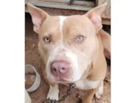 Cachorro raça Pit-Bull idade 2 anos nome Pity