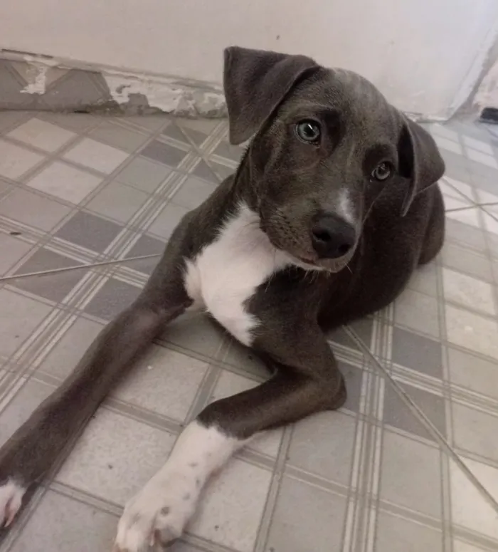 Cachorro raça SRD-ViraLata idade 2 a 6 meses nome Hope da Silva Nascimento 