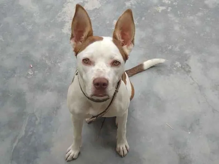 Cachorro raça Pit-Bull idade 7 a 11 meses nome Layla