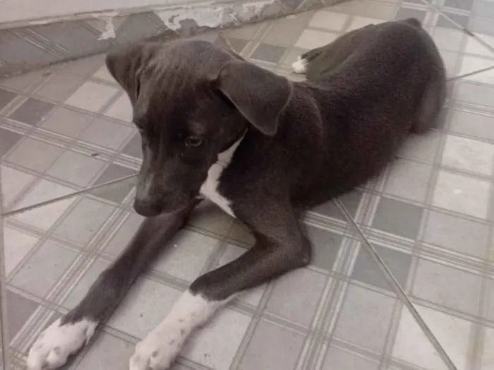 Cachorro raça SRD-ViraLata idade 2 a 6 meses nome Hope da Silva Nascimento 