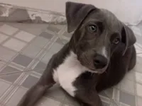 Cachorro raça SRD-ViraLata idade 2 a 6 meses nome Hope da Silva Nascimento 