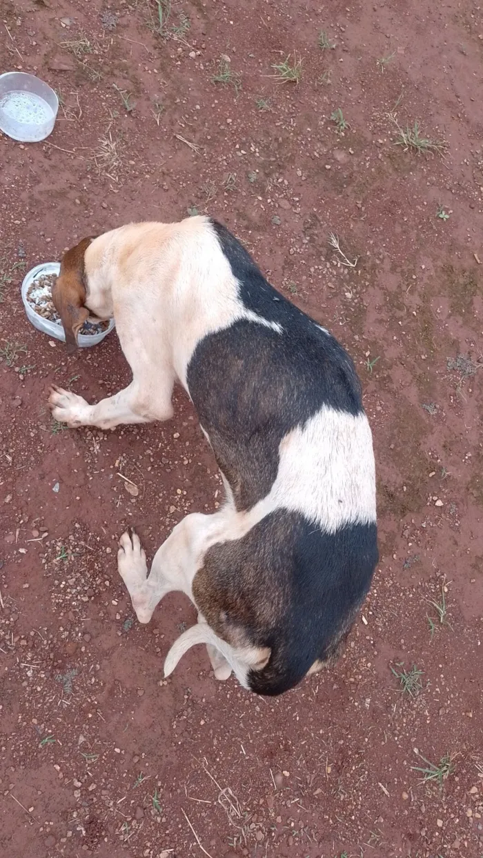 Cachorro raça SRD-ViraLata idade 1 ano nome Não tem tome 