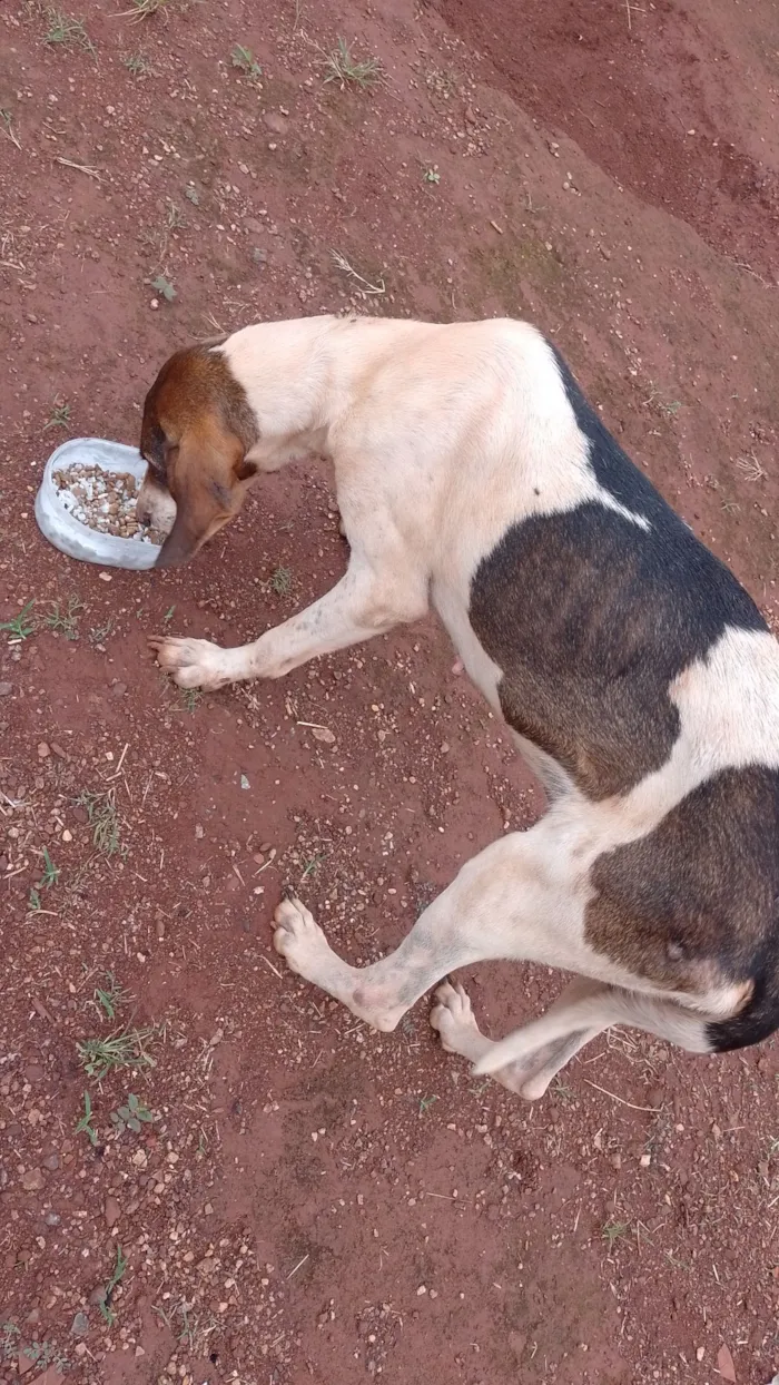 Cachorro raça SRD-ViraLata idade 1 ano nome Não tem tome 