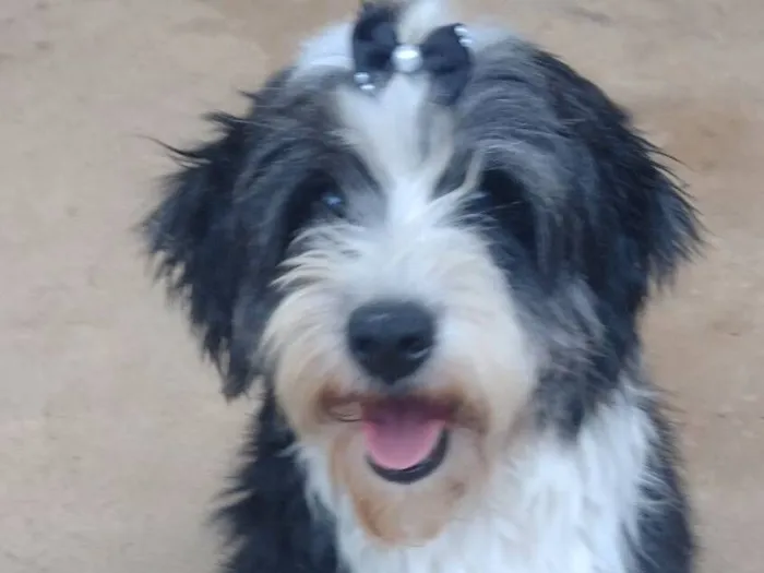 Cachorro raça SRD-ViraLata idade 4 anos nome Luli 