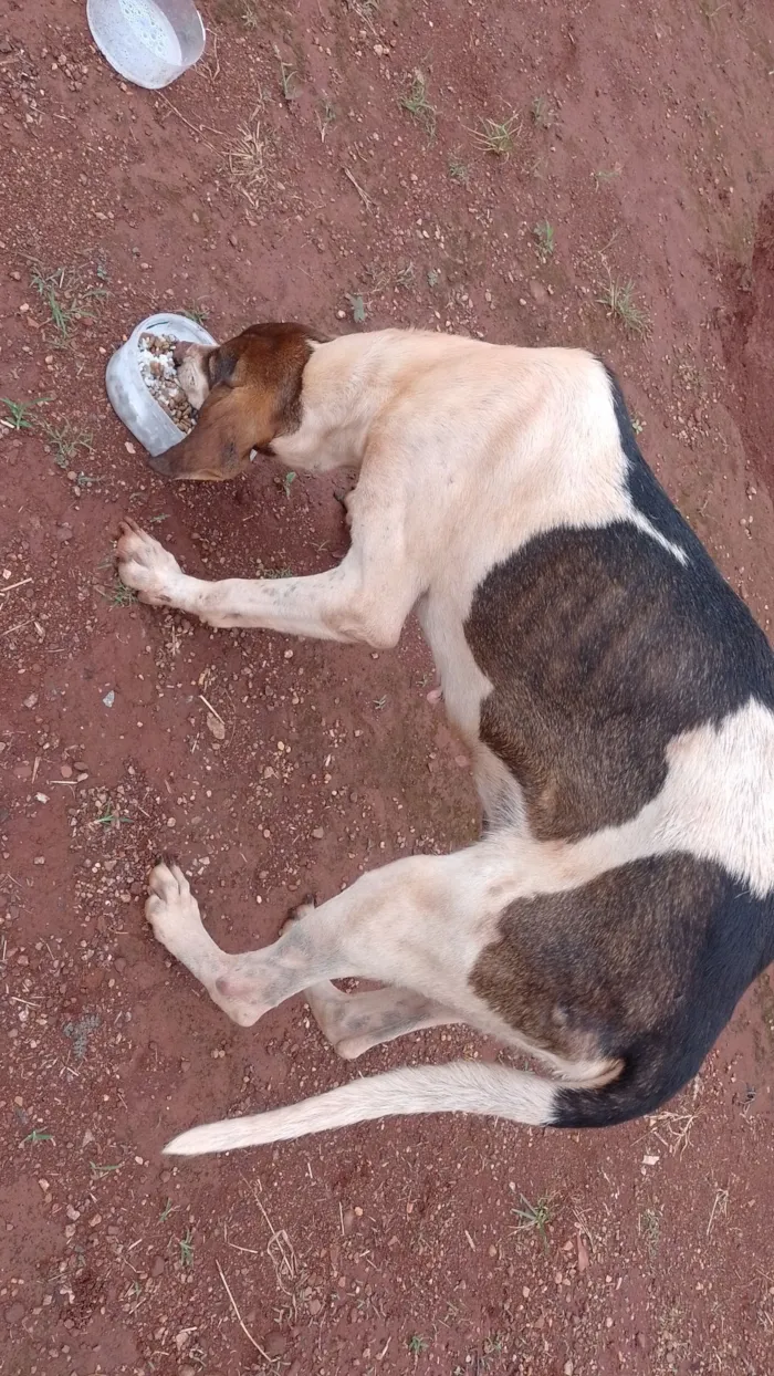Cachorro raça SRD-ViraLata idade 1 ano nome Não tem tome 