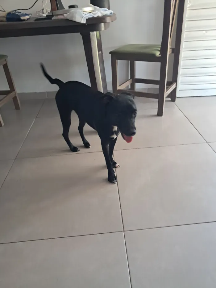 Cachorro raça SRD-ViraLata idade 1 ano nome Pretinha
