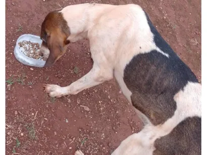 Cachorro raça SRD-ViraLata idade 1 ano nome Não tem tome 