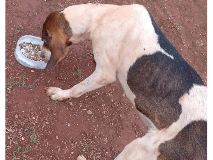 Cachorro raça SRD-ViraLata idade 1 ano nome Não tem tome 
