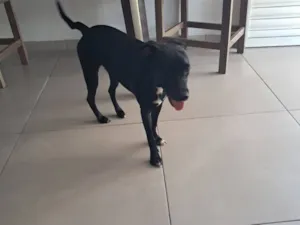 Cachorro raça SRD-ViraLata idade 1 ano nome Pretinha