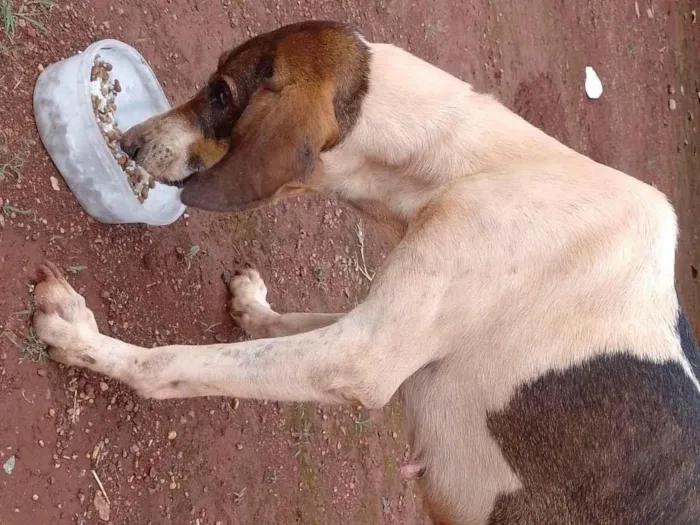 Cachorro raça SRD-ViraLata idade 1 ano nome Não tem tome 