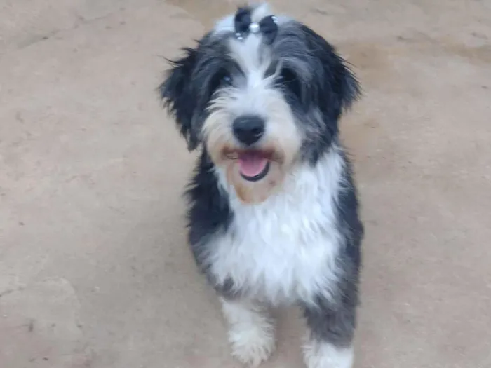 Cachorro raça SRD-ViraLata idade 4 anos nome Luli