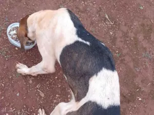 Cachorro raça SRD-ViraLata idade 1 ano nome Não tem tome 