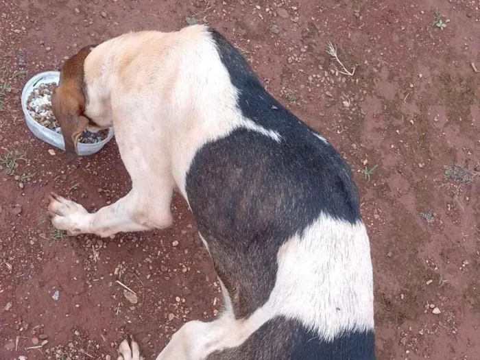 Cachorro raça SRD-ViraLata idade 1 ano nome Não tem tome 