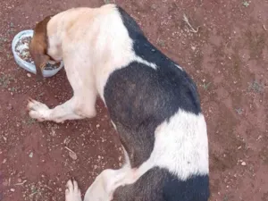 Cachorro raça SRD-ViraLata idade 1 ano nome Não tem tome 