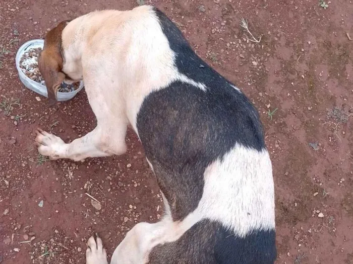 Cachorro raça SRD-ViraLata idade 1 ano nome Não tem tome 