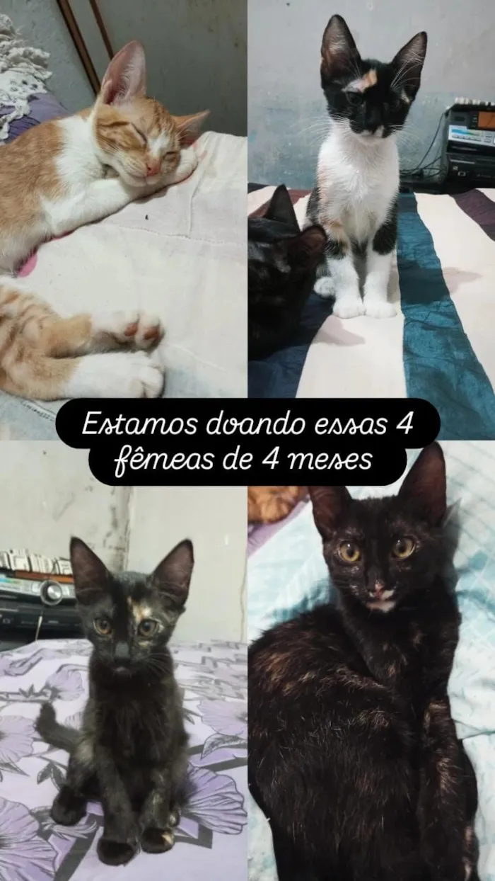 Gato raça SRD-ViraLata idade 2 a 6 meses nome Luma