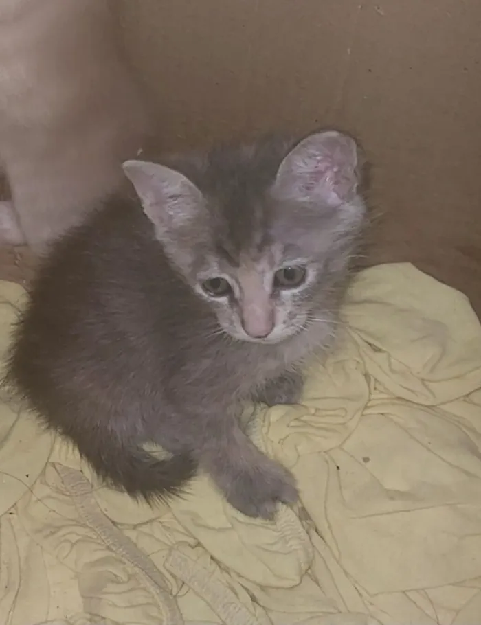 Gato raça SRD-ViraLata idade Abaixo de 2 meses nome MARIA LUCIA 