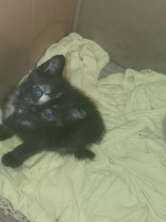 Gato raça SRD-ViraLata idade Abaixo de 2 meses nome MARIA LUCIA