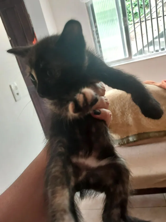 Gato raça SRD-ViraLata idade Abaixo de 2 meses nome MARIA LUCIA