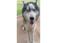 Cachorro raça Husky Siberiano idade 3 anos nome Zeus