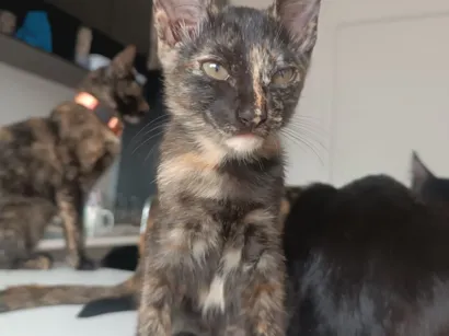 Gato raça SRD-ViraLata idade 2 a 6 meses nome Sem nome 