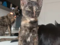 Gato raça SRD-ViraLata idade 2 a 6 meses nome Sem nome 