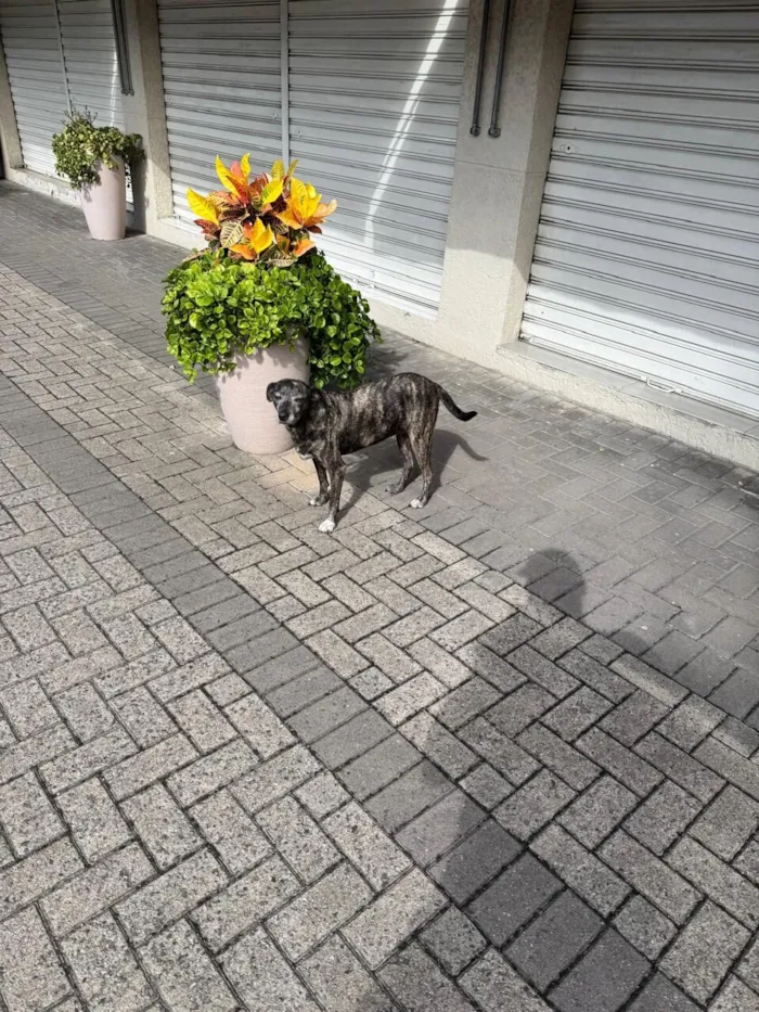 Cachorro raça SRD-ViraLata idade 6 ou mais anos nome Rajadinha