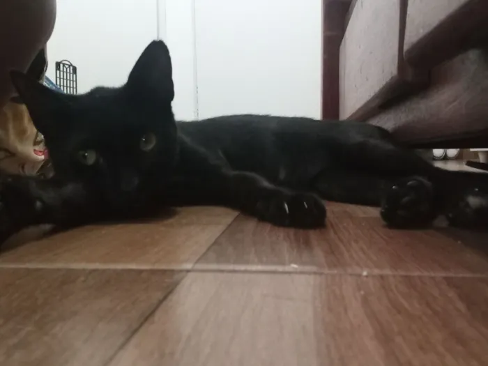 Gato raça SRD-ViraLata idade 2 a 6 meses nome Tom