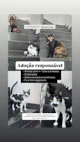 Gato raça SRD-ViraLata idade 2 anos nome Sophie e Jorge