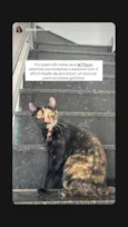 Gato raça SRD-ViraLata idade 2 anos nome Sophie e Jorge