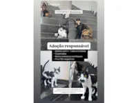 Gato raça SRD-ViraLata idade 2 anos nome Sophie e Jorge