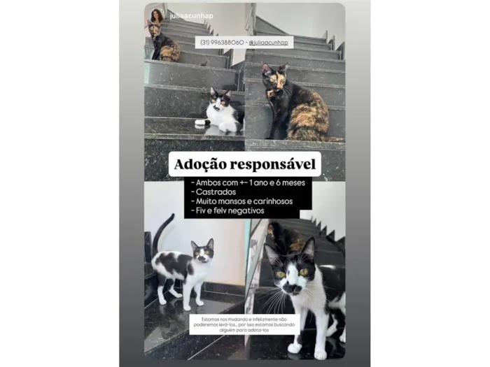 Gato raça SRD-ViraLata idade 2 anos nome Sophie e Jorge