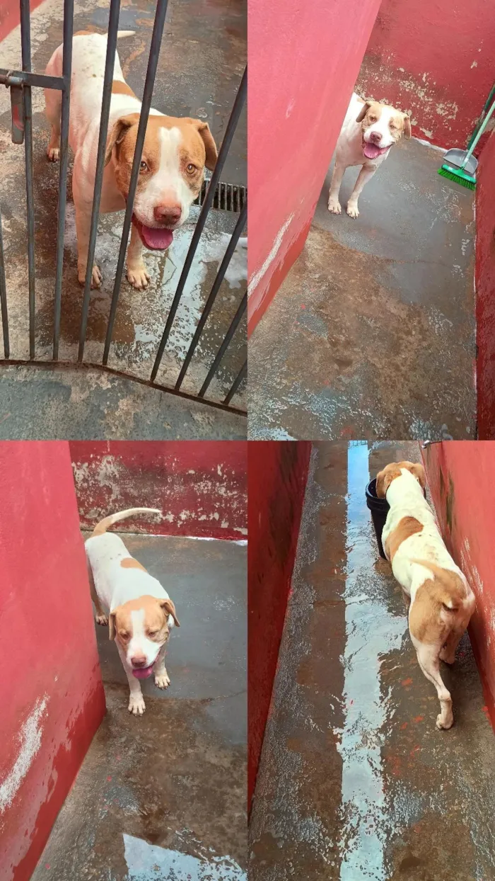 Cachorro raça Pit-Bull idade 4 anos nome Xacal 