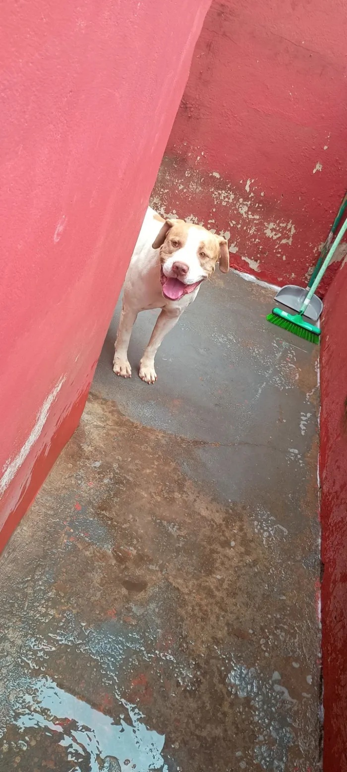 Cachorro raça Pit-Bull idade 4 anos nome Xacal 