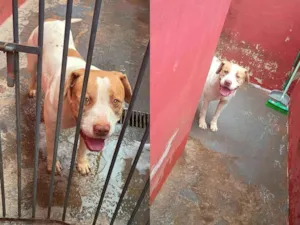 Cachorro raça Pit-Bull idade 4 anos nome Xacal 