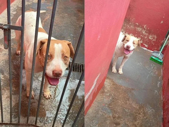 Cachorro raça Pit-Bull idade 4 anos nome Xacal 