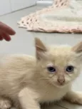 Gato raça Siamês idade Abaixo de 2 meses nome Filhotes