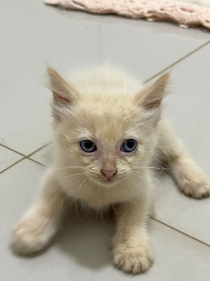 Gato raça Siamês idade Abaixo de 2 meses nome Filhotes