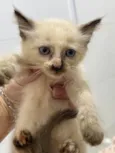 Gato raça Siamês idade Abaixo de 2 meses nome Filhotes