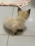 Gato raça Siamês idade Abaixo de 2 meses nome Filhotes