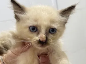 Gato raça Siamês idade Abaixo de 2 meses nome Filhotes
