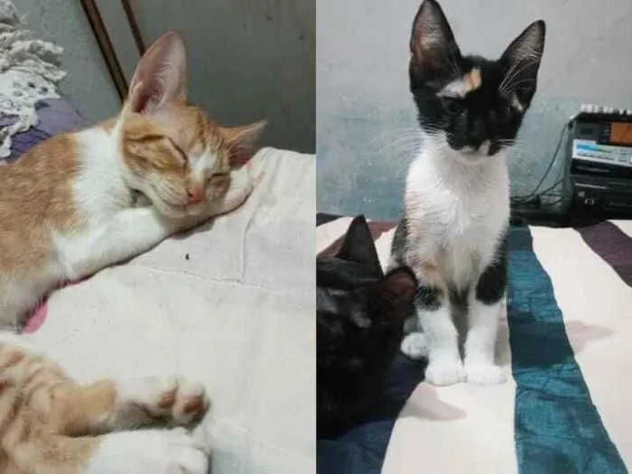 Gato raça SRD-ViraLata idade 2 a 6 meses nome Luma