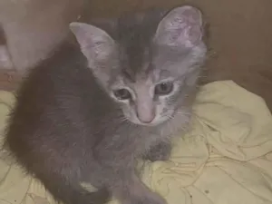 Gato raça SRD-ViraLata idade Abaixo de 2 meses nome MARIA LUCIA 