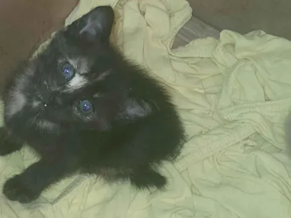 Gato raça SRD-ViraLata idade Abaixo de 2 meses nome MARIA LUCIA