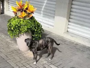 Cachorro raça SRD-ViraLata idade 6 ou mais anos nome Rajadinha