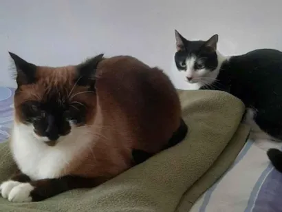Gato raça SRD-ViraLata idade 3 anos nome Valentina y Verónica 